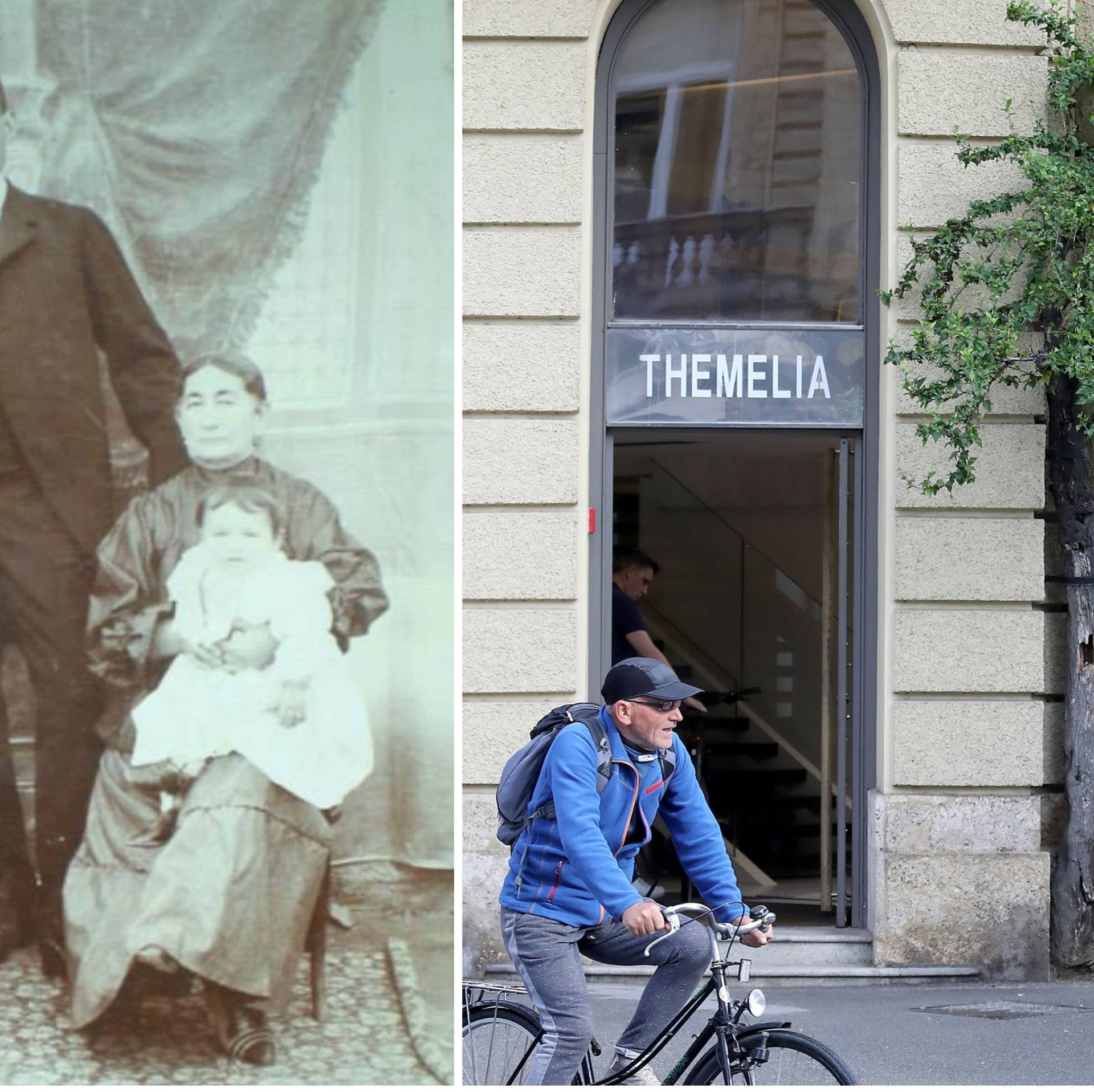 Čudesno drvo u centru Zagreba raste iz asfalta, otkrili smo tko ga je prije 100 godina zasadio