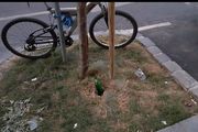 Pogledajte kako sada izgleda vrt u Preradovićevoj: Privezan bicikl i "zasađena" pivska boca