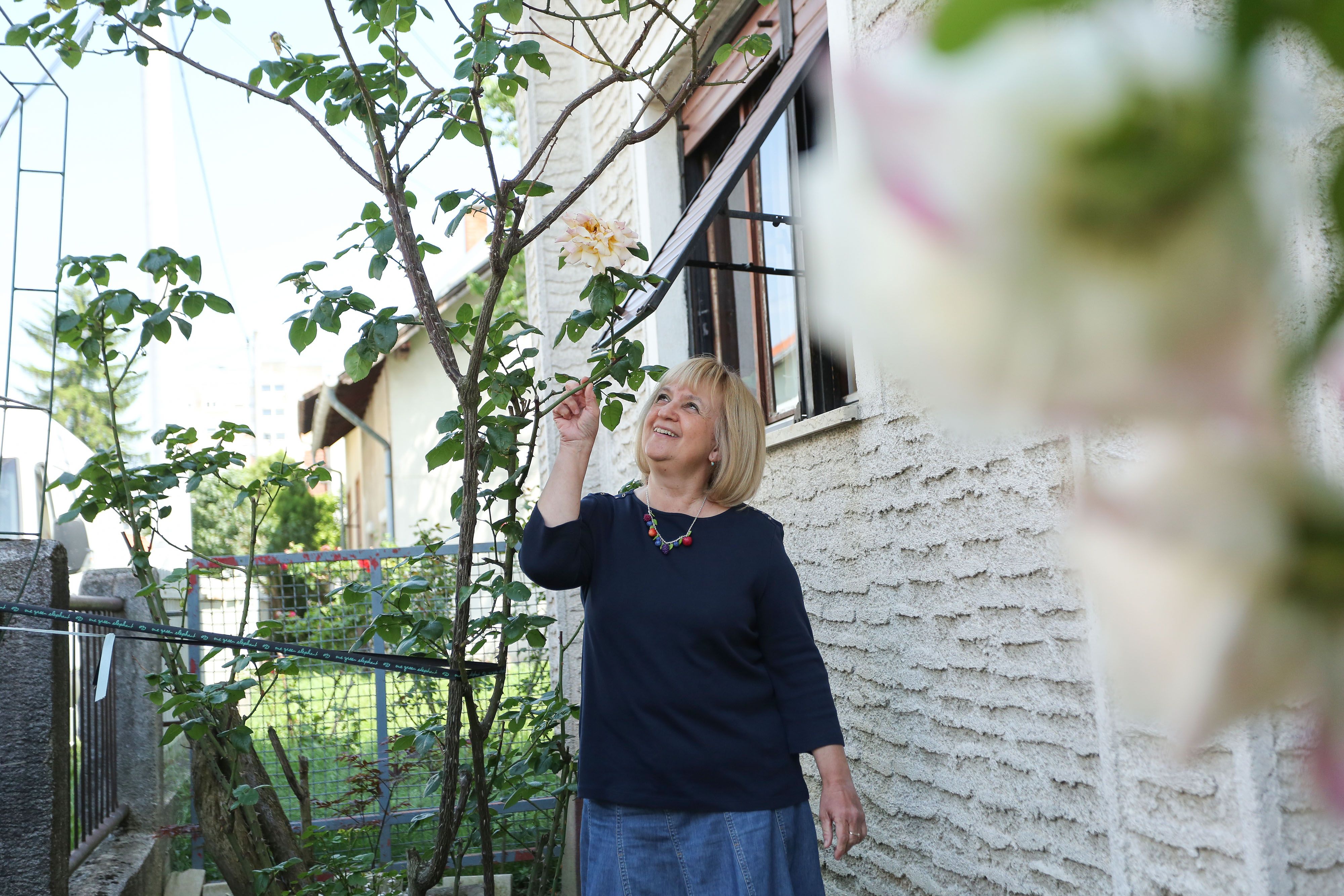 U vrtu učiteljice Sanje nalazi se ruža iz 1939.: Zasadila ju je njezina baka, a preživjela je ratove, potrese, poplave...