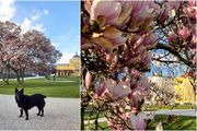 Za prvi dan proljeća donosimo divne fotografije najpopularnije zagrebačke magnolije, one na Tomislavcu