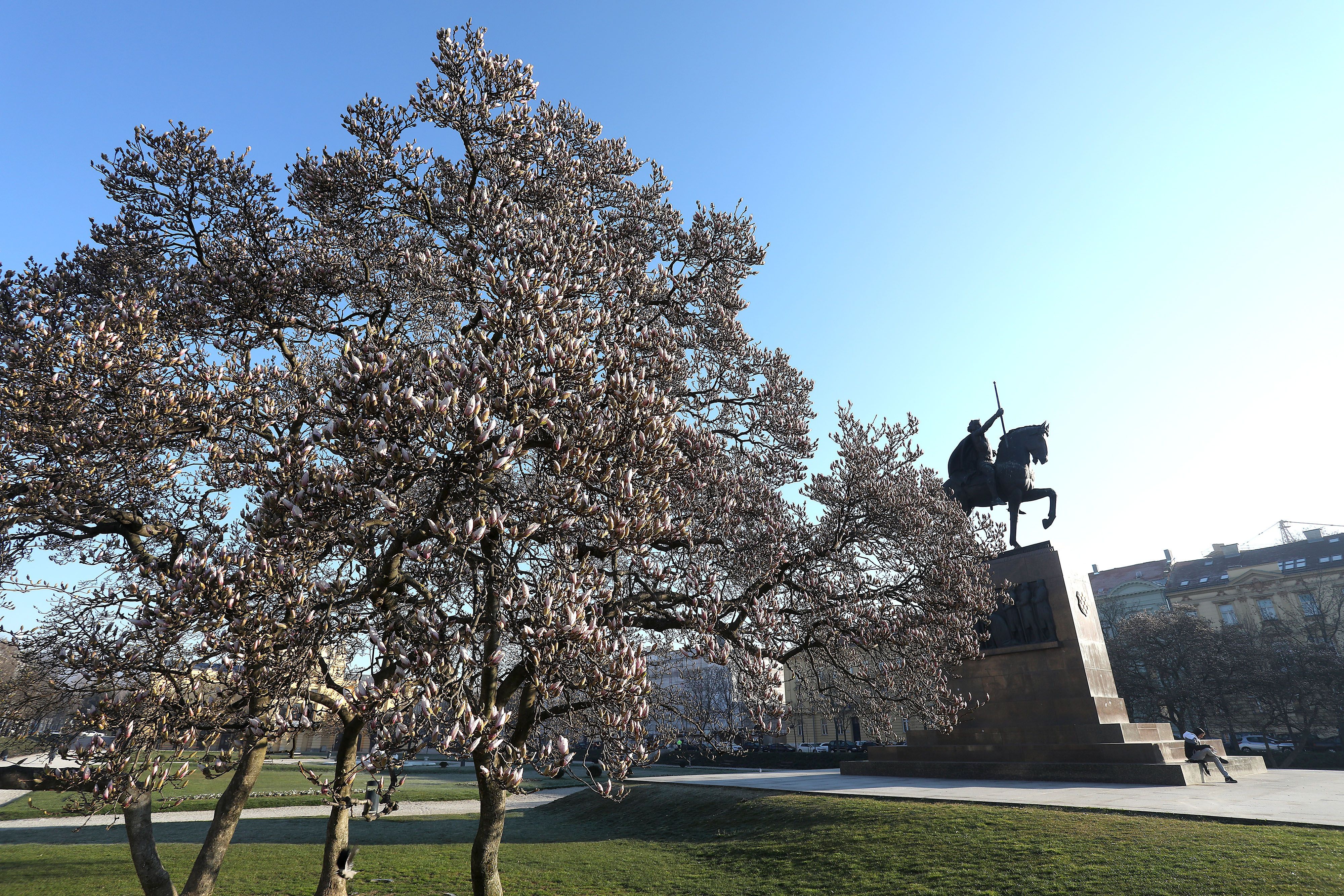 Tomislavac uskoro postaje mjesto najljepših fotki na Instagramu: Cvate magnolija, najpopularnije drvo u Zagrebu