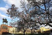 Procvjetala je najljepša magnolija u Zagrebu i Tomislavac postaje mjesto najljepših fotki na Instagramu