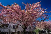 U Šulekovoj traje prava proljetna čarolija: Pogledajte divne prizore iz najružičastije ulice u Zagrebu