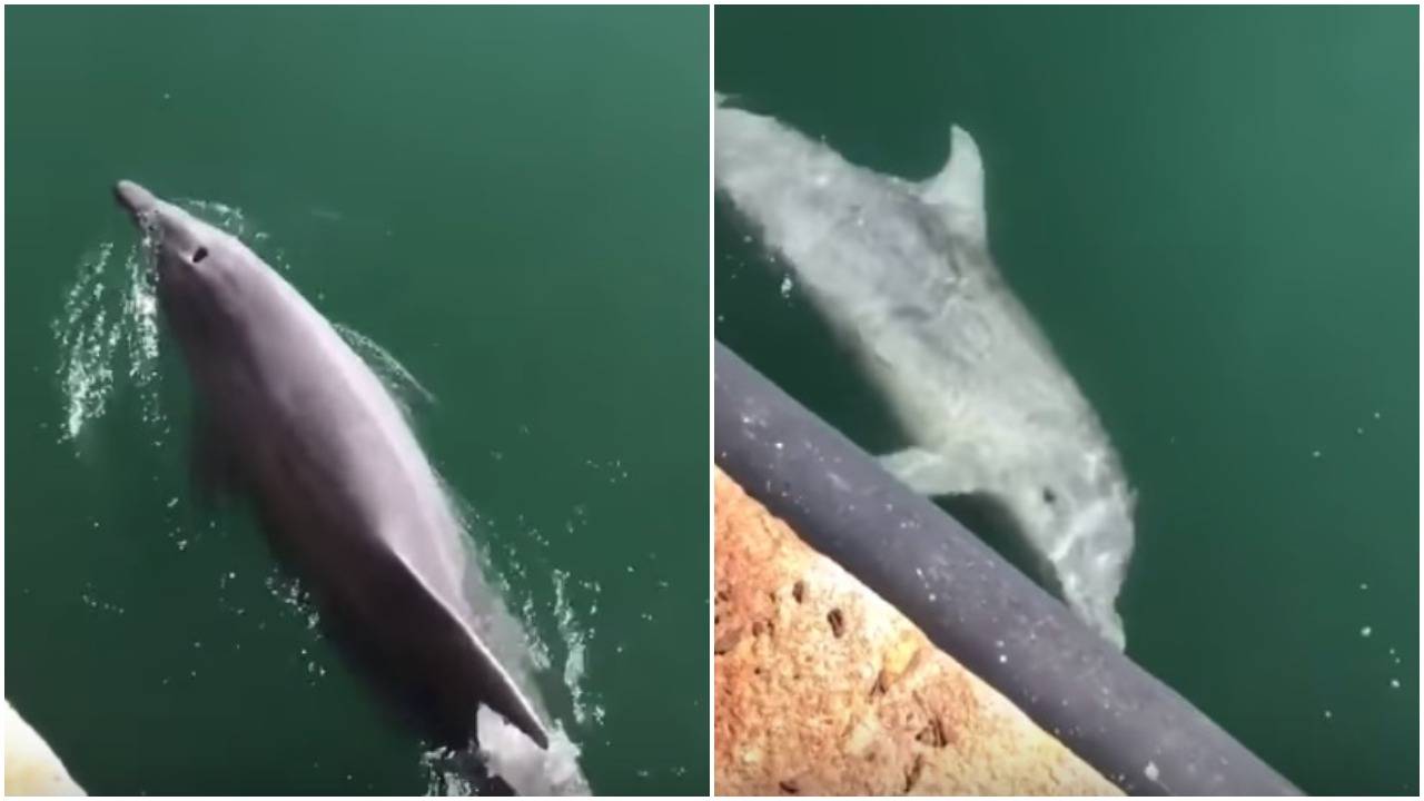 Jedan od ljepših prizora koje ćete danas vidjeti: Dupini plivaju u talijanskoj luci Cagliari