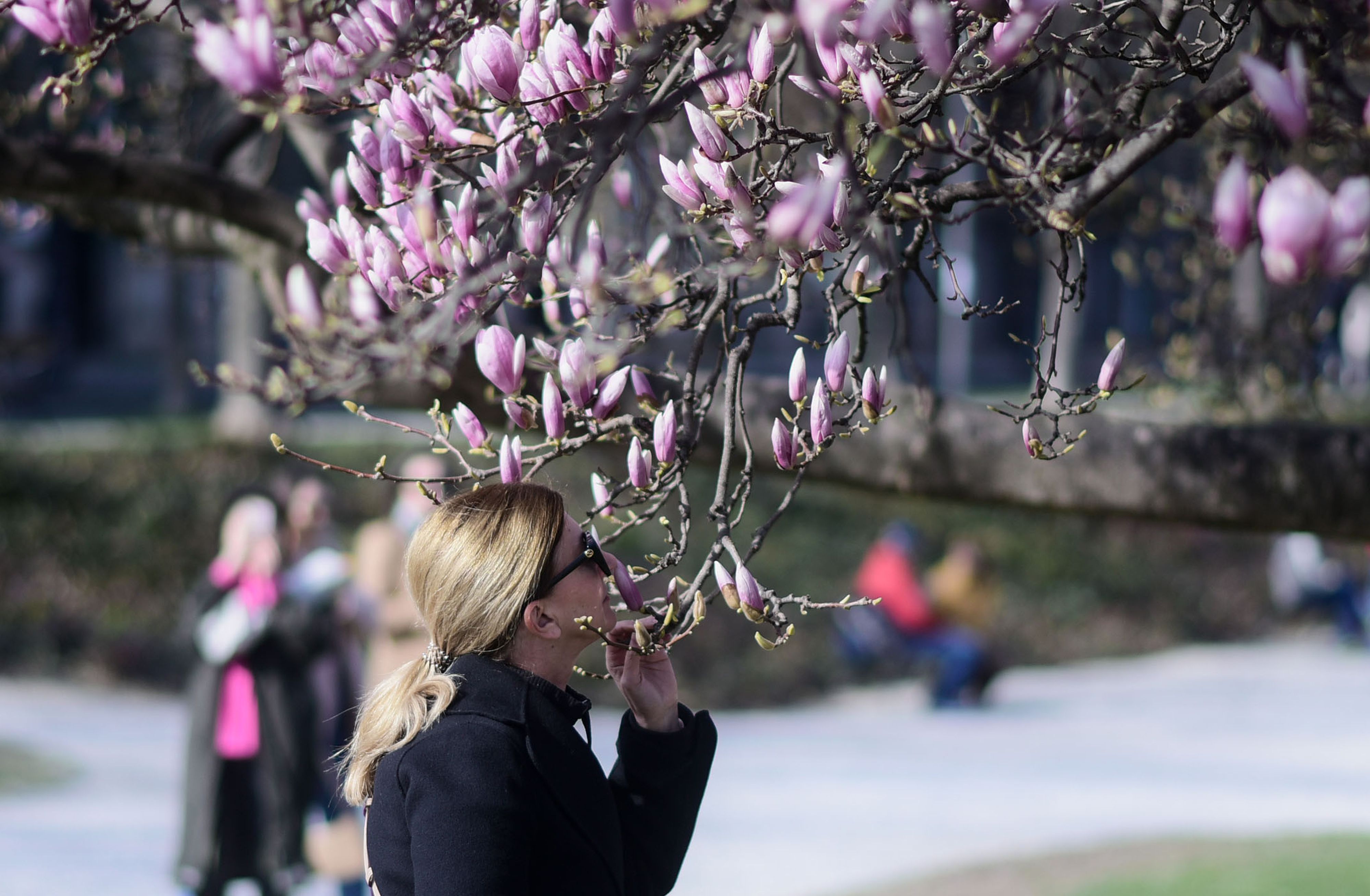 Procvjetala je magnolija na zagrebačkom Tomislavcu i Zagrebu time nagovijestila dolazak proljeća