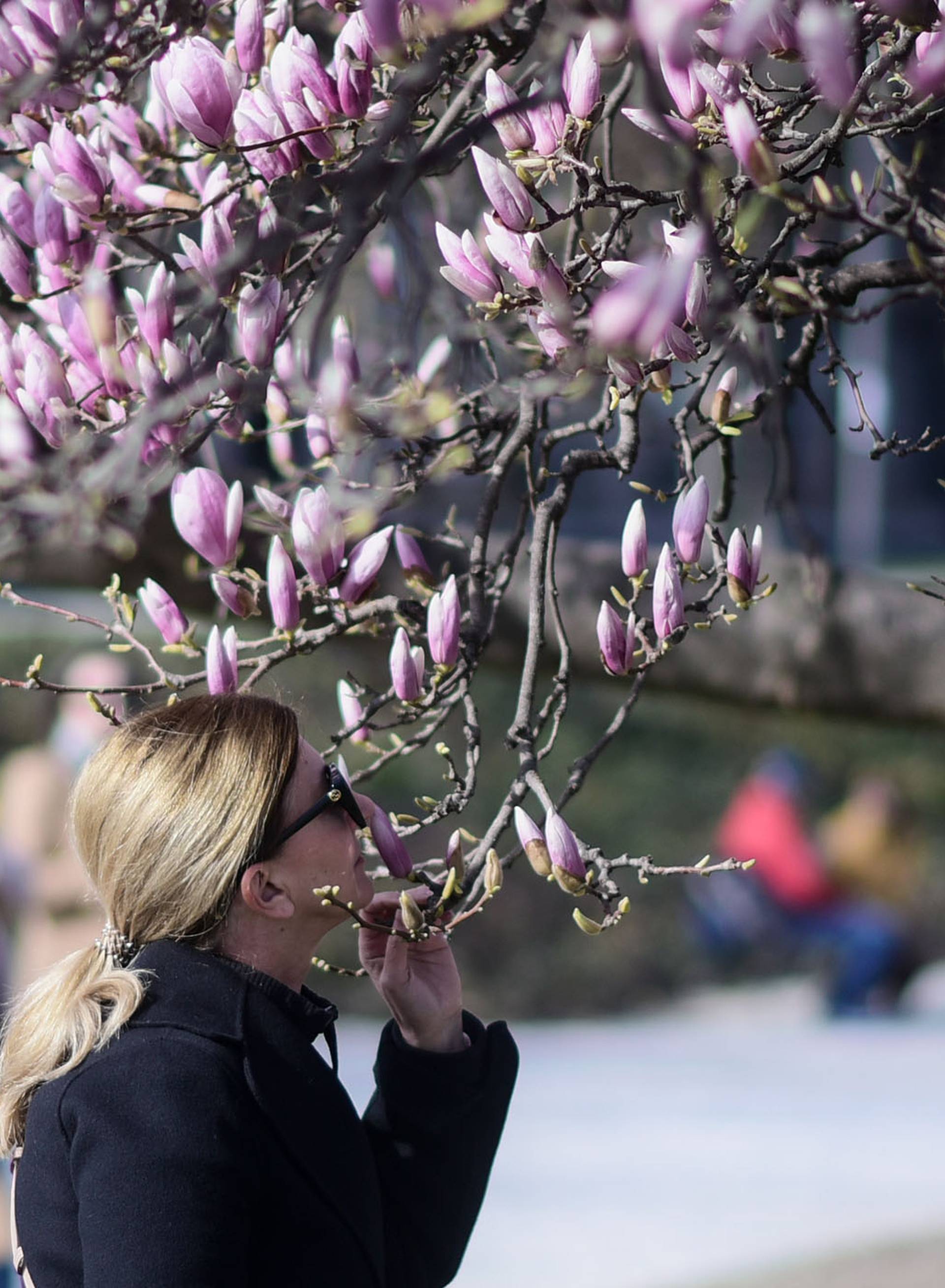 Procvjetala je magnolija na zagrebačkom Tomislavcu i Zagrebu time nagovijestila dolazak proljeća