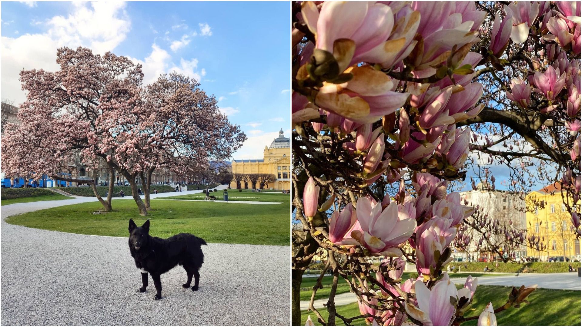 Za prvi dan proljeća donosimo divne fotografije najpopularnije zagrebačke magnolije