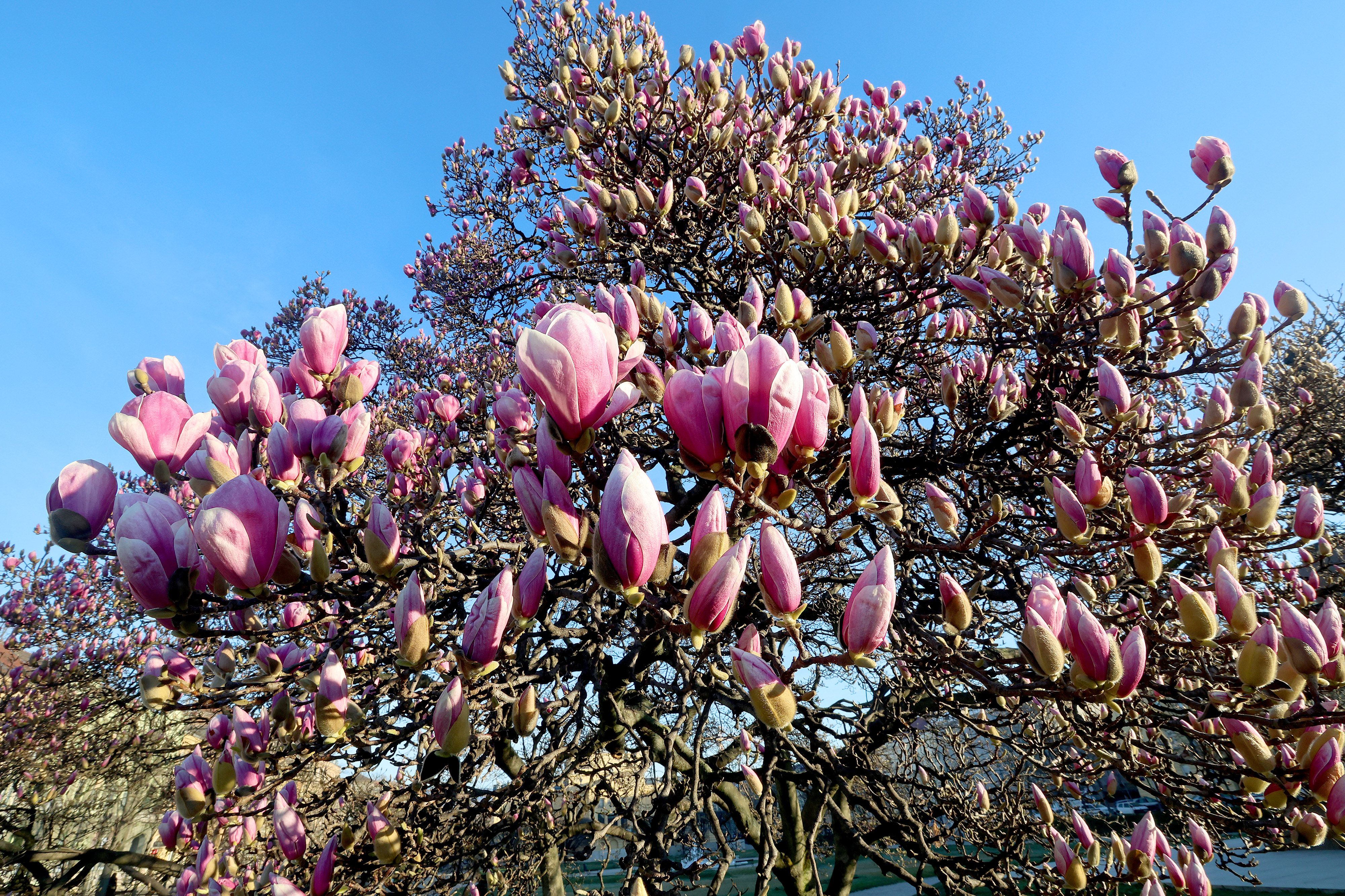 Procvala je magnolija na zagrebačkom Tomislavcu i time nagovijestila dolazak proljeća