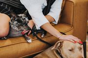 Hrvatica pokrenula globalnu platformu za kupovinu najrenomiranijih psećih brendova