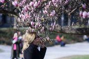 Procvjetala je magnolija na zagrebačkom Tomislavcu i Zagrebu time nagovijestila dolazak proljeća