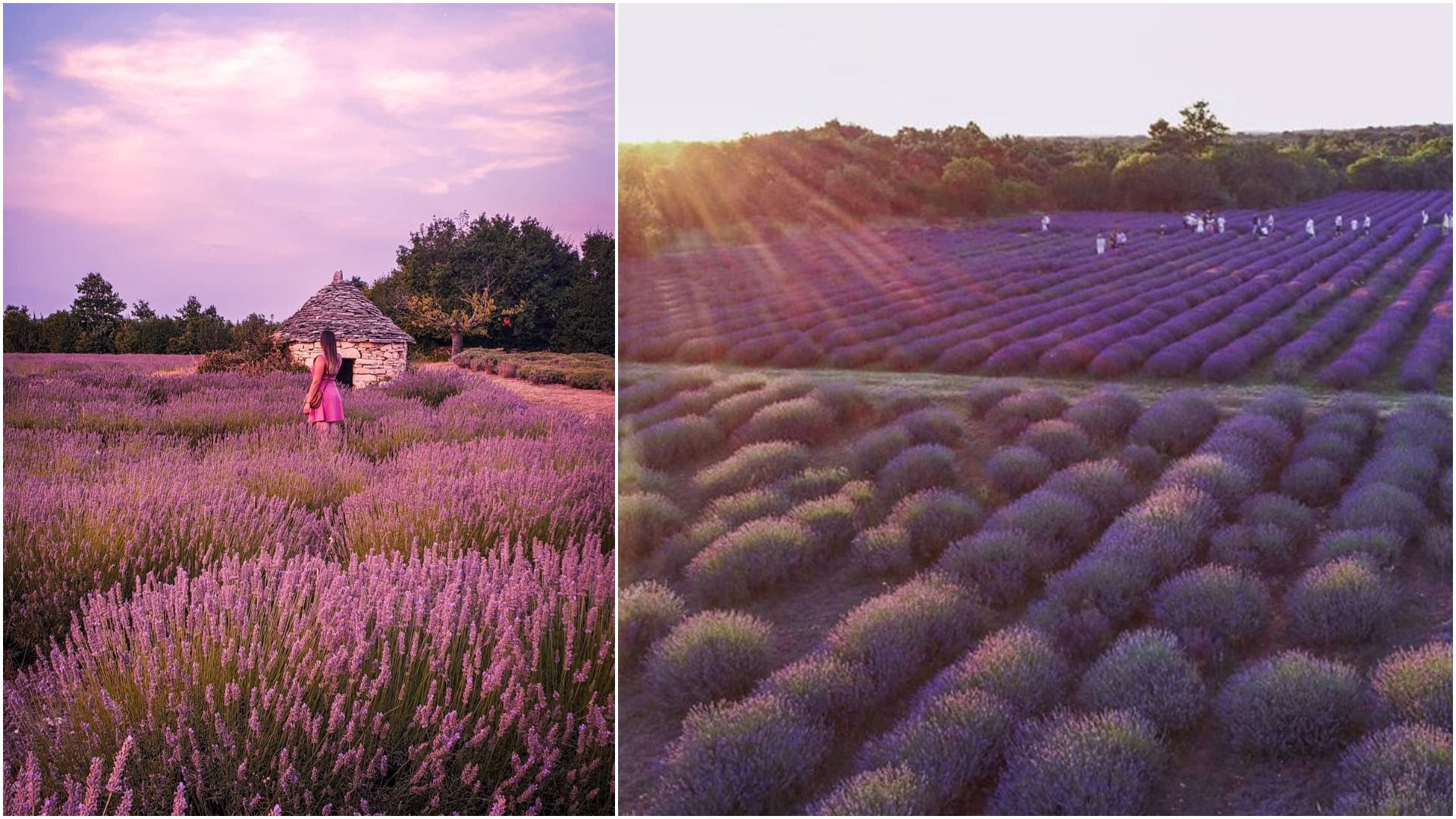 Pronašli smo najljepšu Instagramsku kulisu: Polje lavande u istarskom izletištu Pekići pravi je mali raj