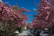 U Šulekovoj traje prava proljetna čarolija: Pogledajte divne prizore iz najružičastije zagrebačke ulice
