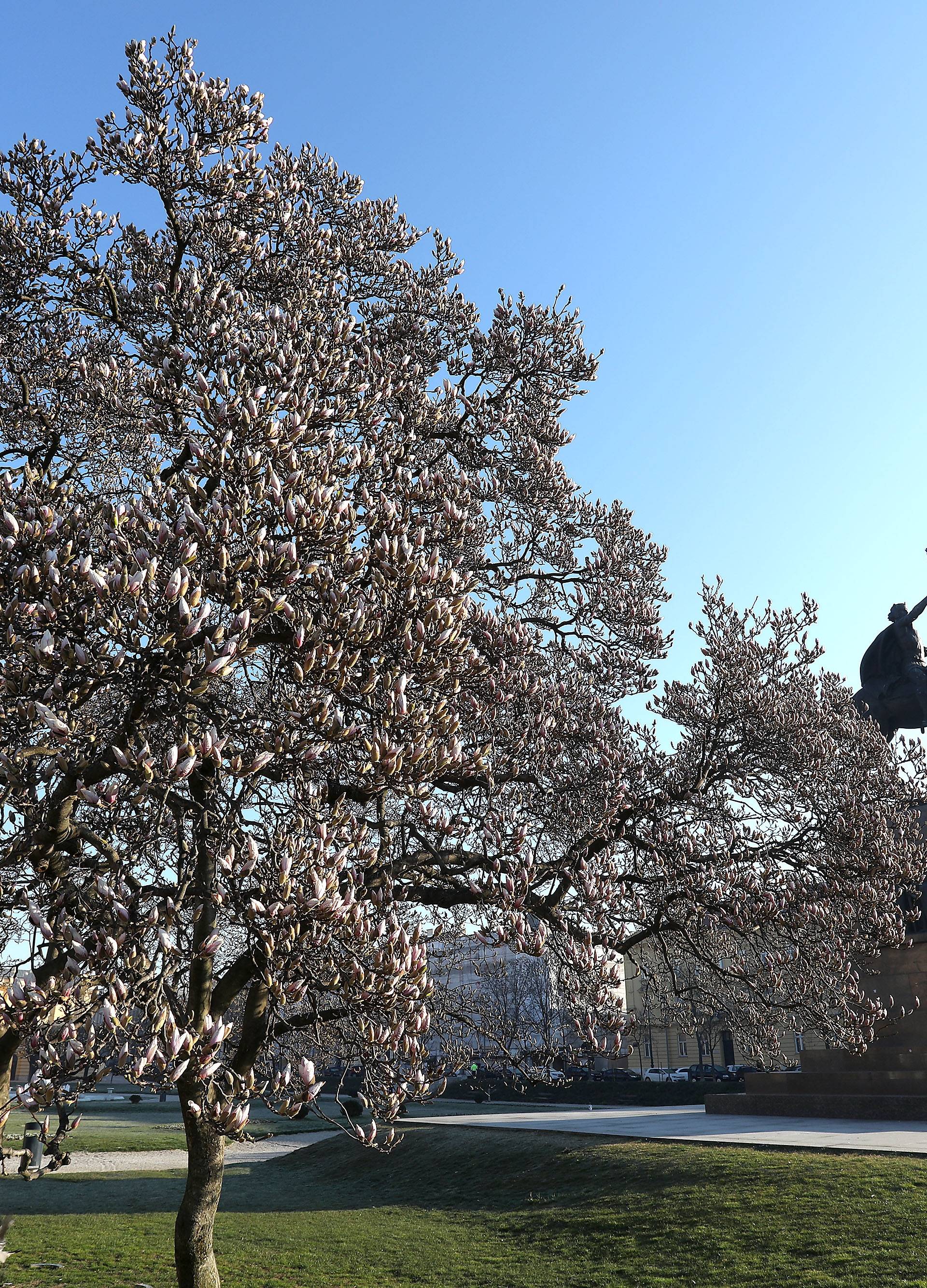 Tomislavac uskoro postaje mjesto najljepših fotki na Instagramu: Cvate magnolija, najpopularnije drvo u Zagrebu