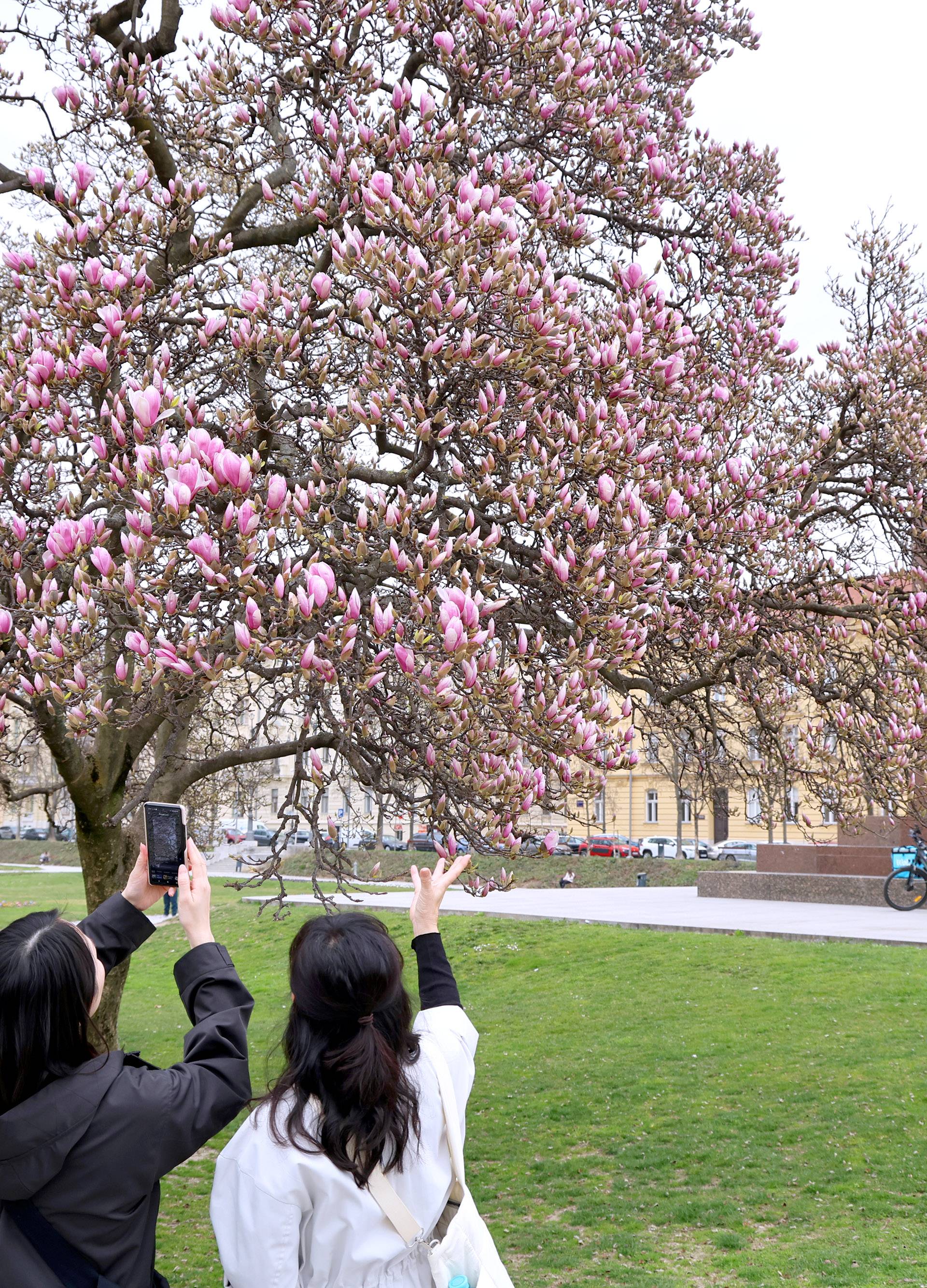 Procvjetala je magnolija na zagrebačkom Tomislavcu i Zagrebu podarila najljepšu proljetnu kulisu