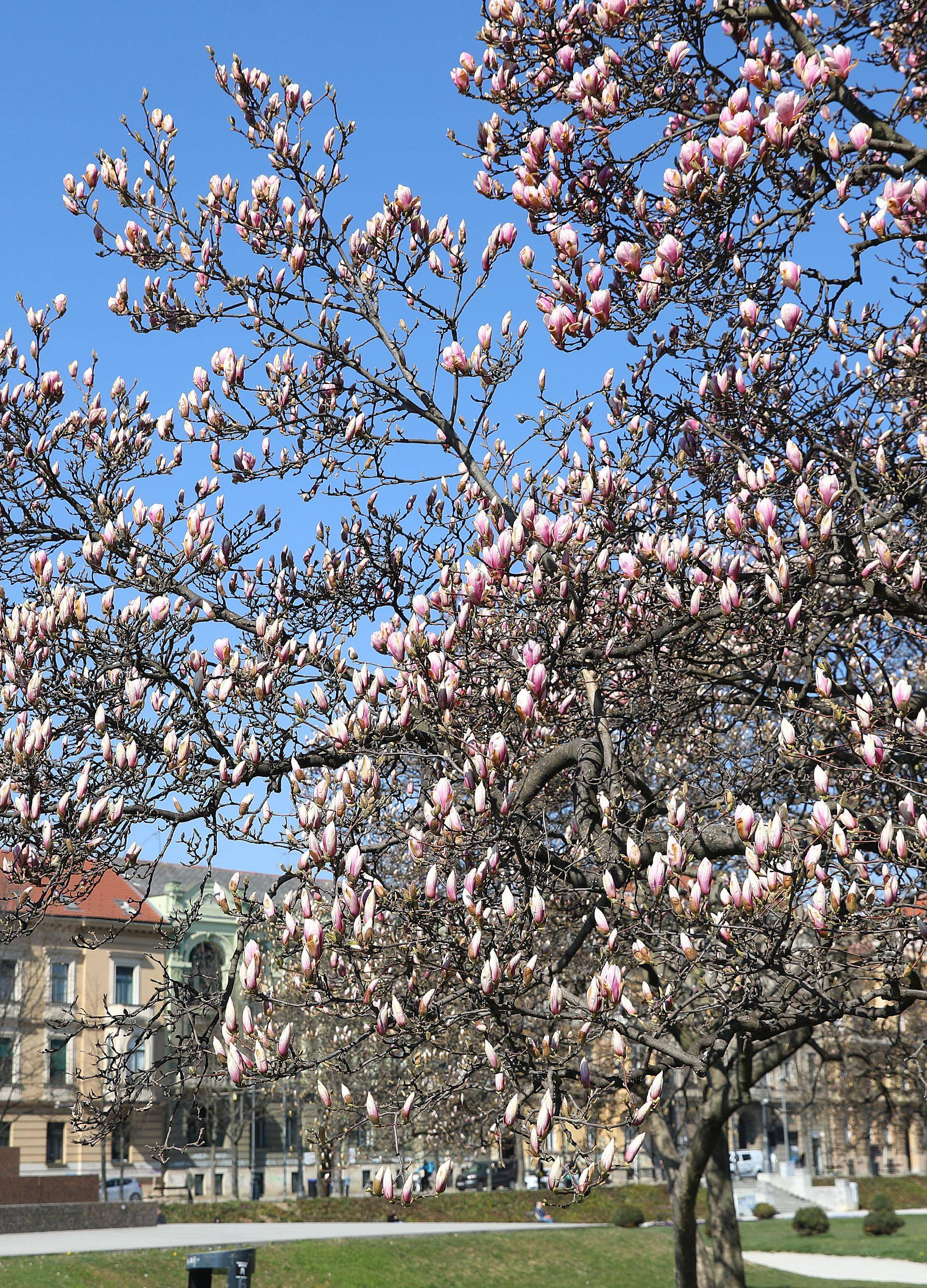 Procvjetala je magnolija na zagrebačkom Tomislavcu i Zagrebu podarila najljepši proljetni kutak