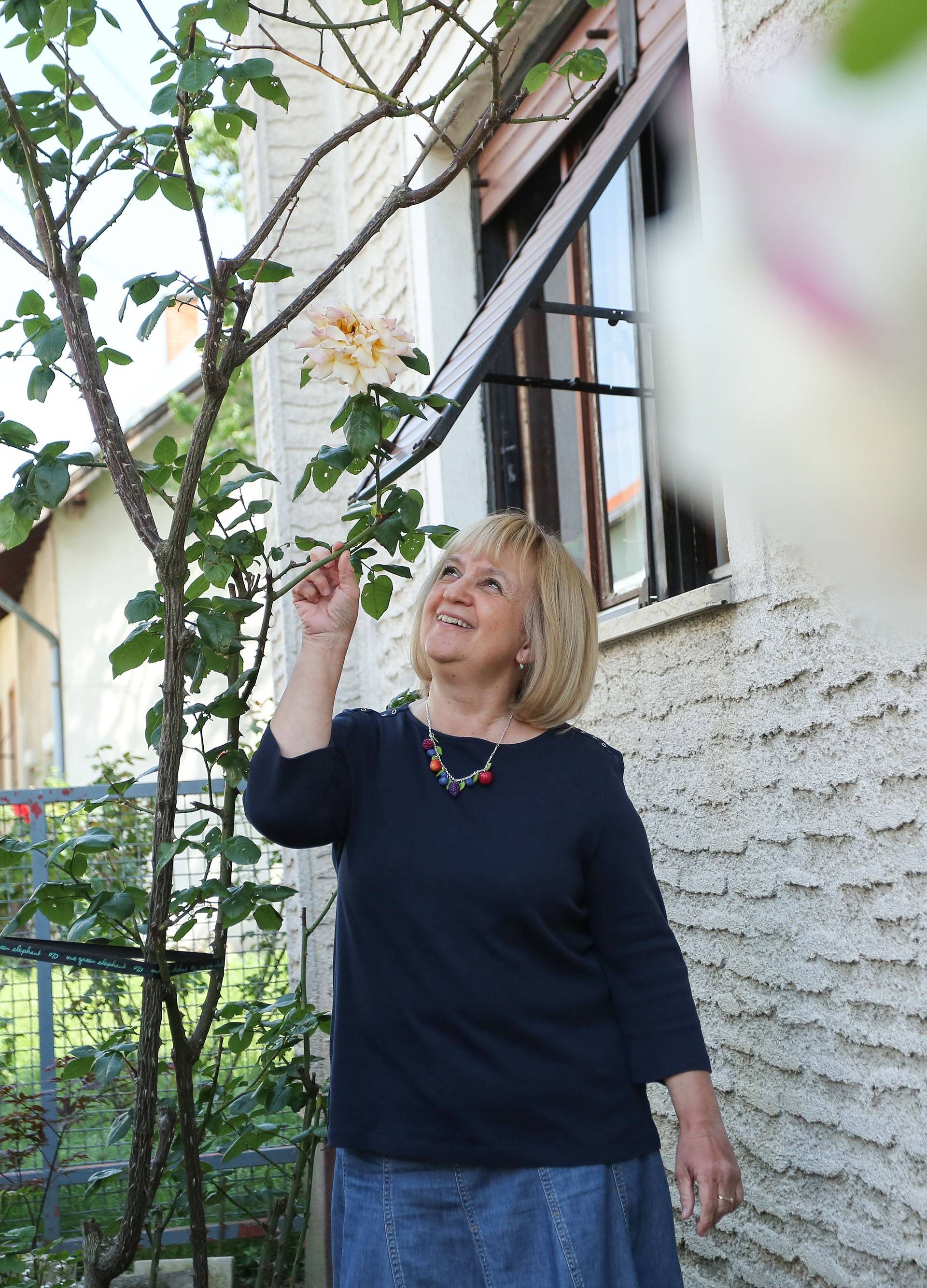 U vrtu učiteljice Sanje nalazi se ruža iz 1939.: Zasadila ju je njezina baka, a preživjela je ratove, potrese, poplave...